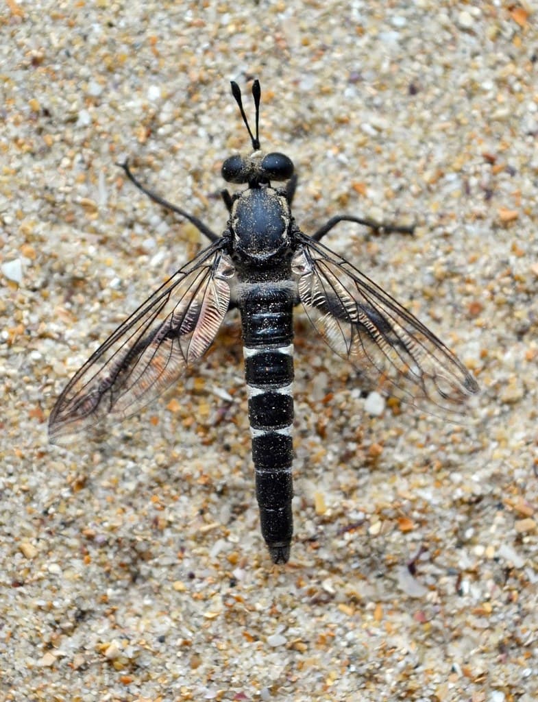 Miltinus_viduatus