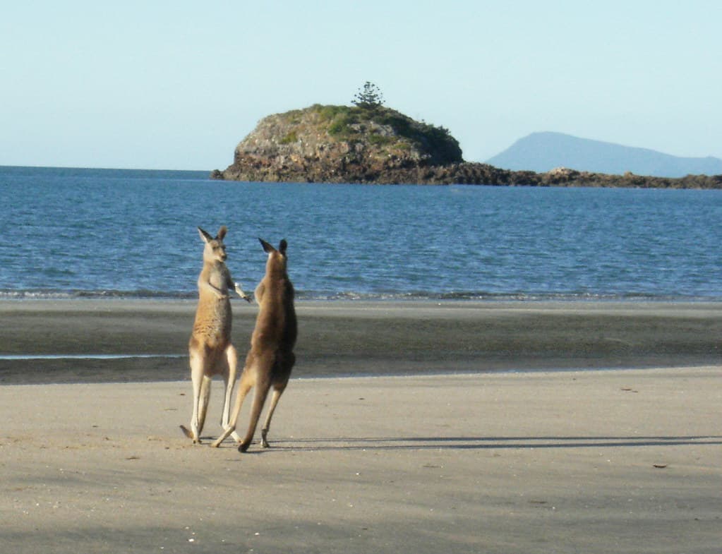 Känguru am Strand