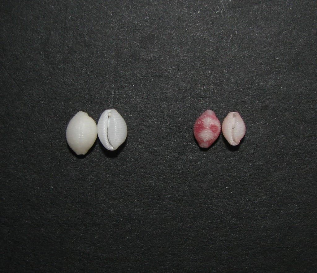 Trivirostra spp. Hawaii