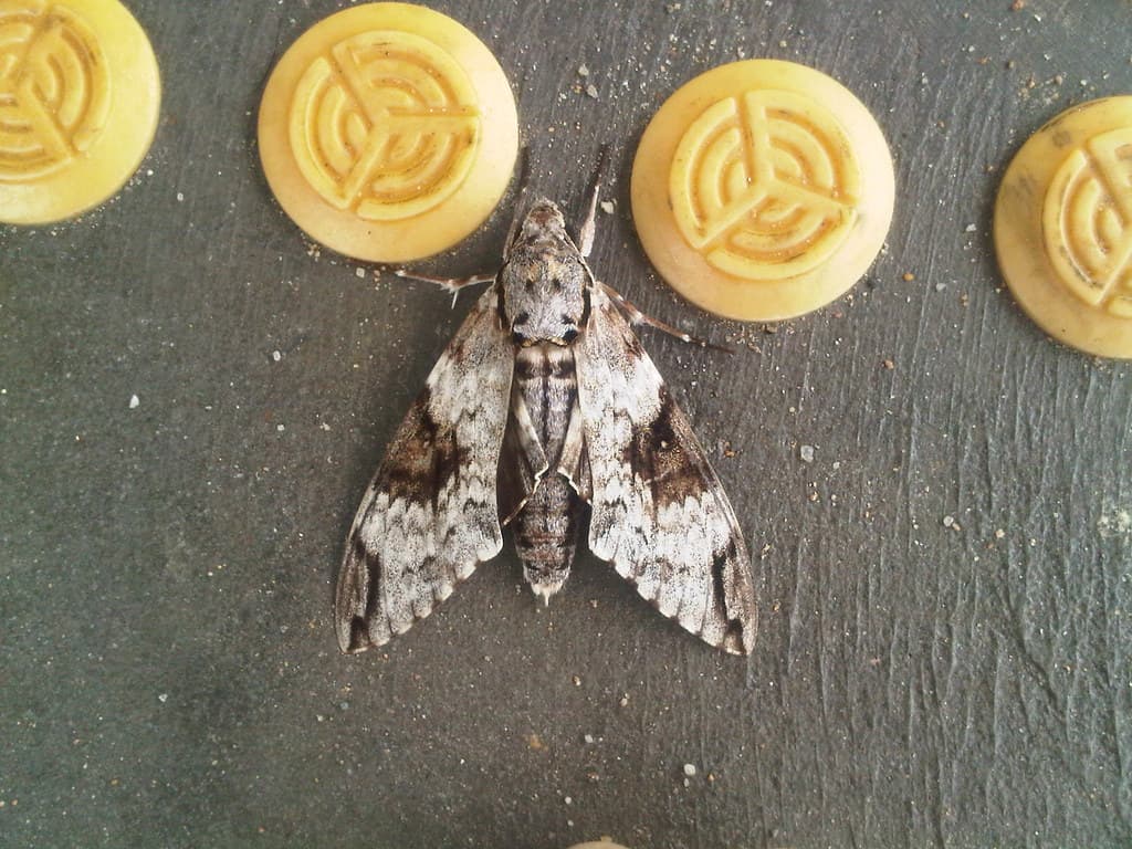 Psilogramma casuarinae