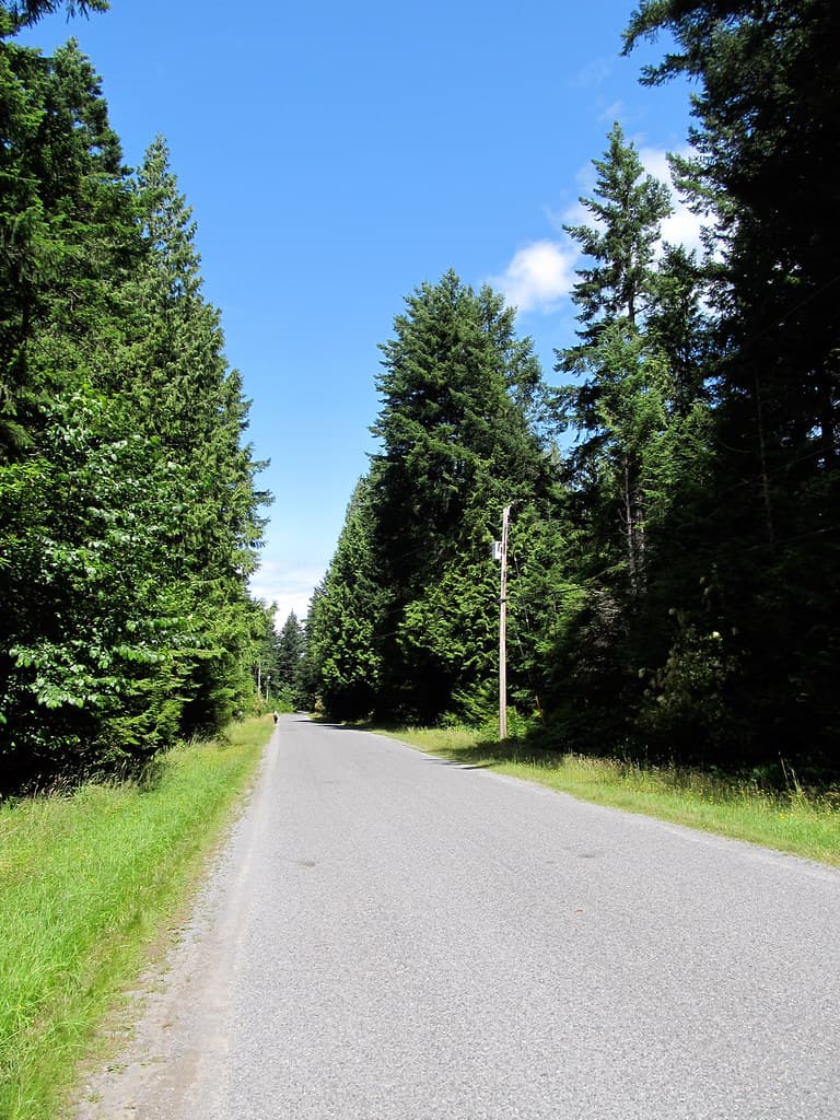 Road in the Woods