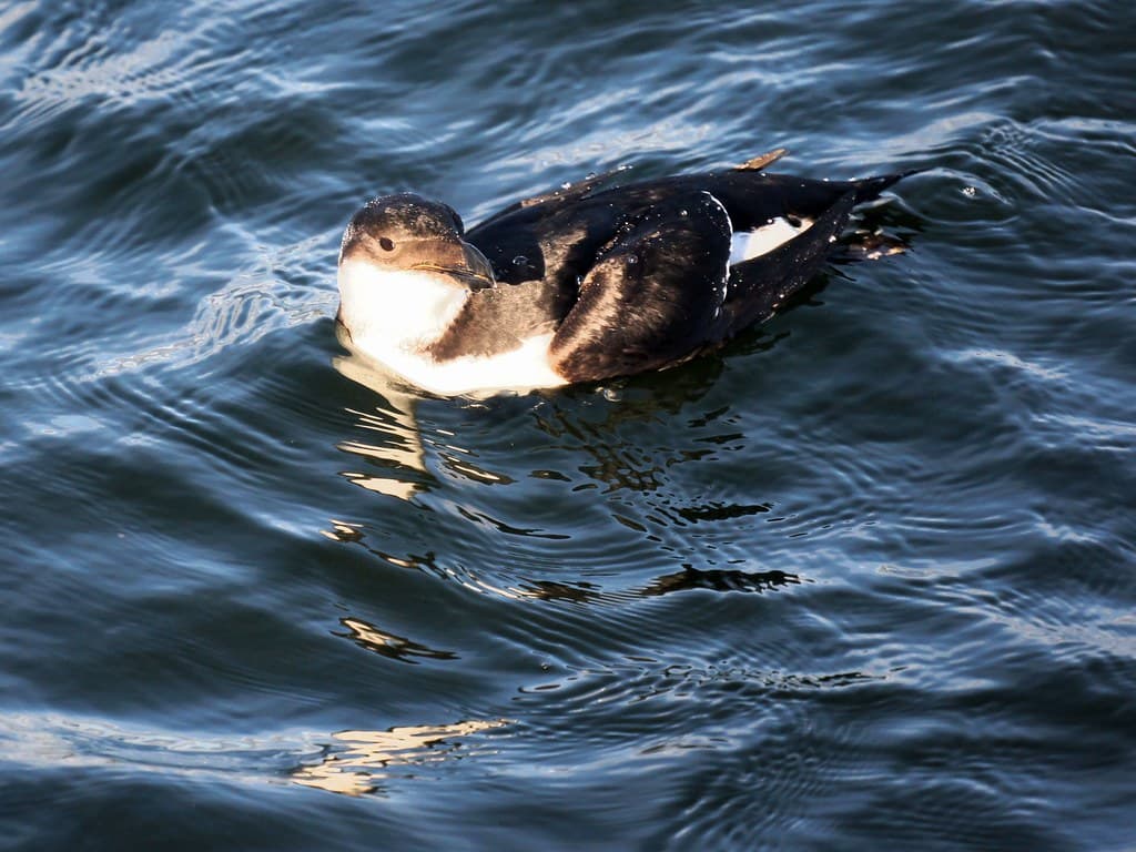 Razorbill