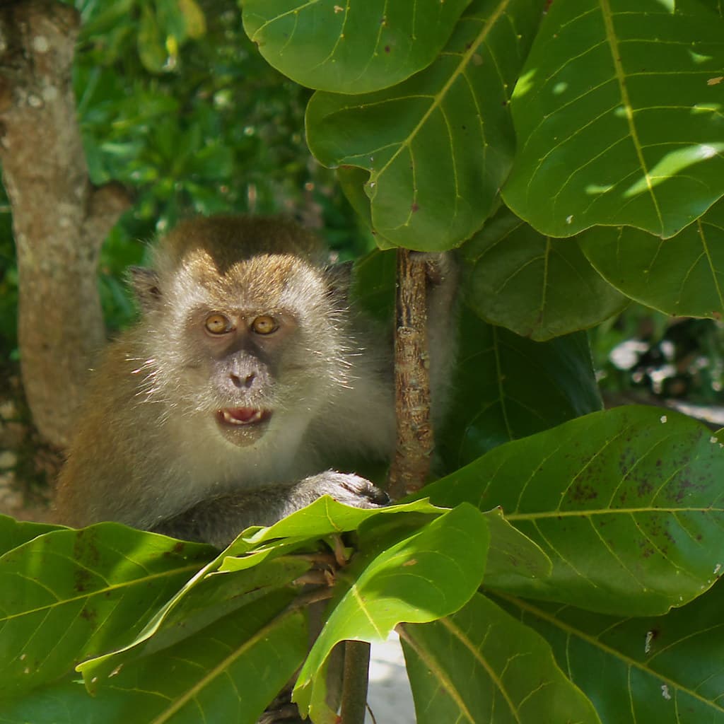 Long-Tailed Macaque, Teluk Nipah Beach, Pangkor Island