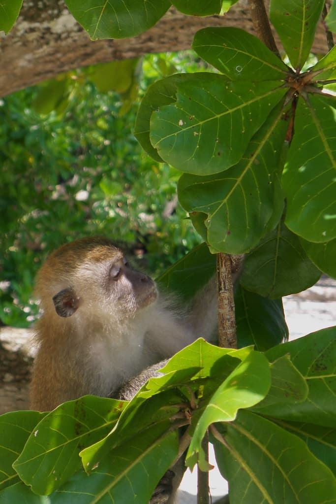 Long-Tailed Macaque, Teluk Nipah Beach, Pangkor Island