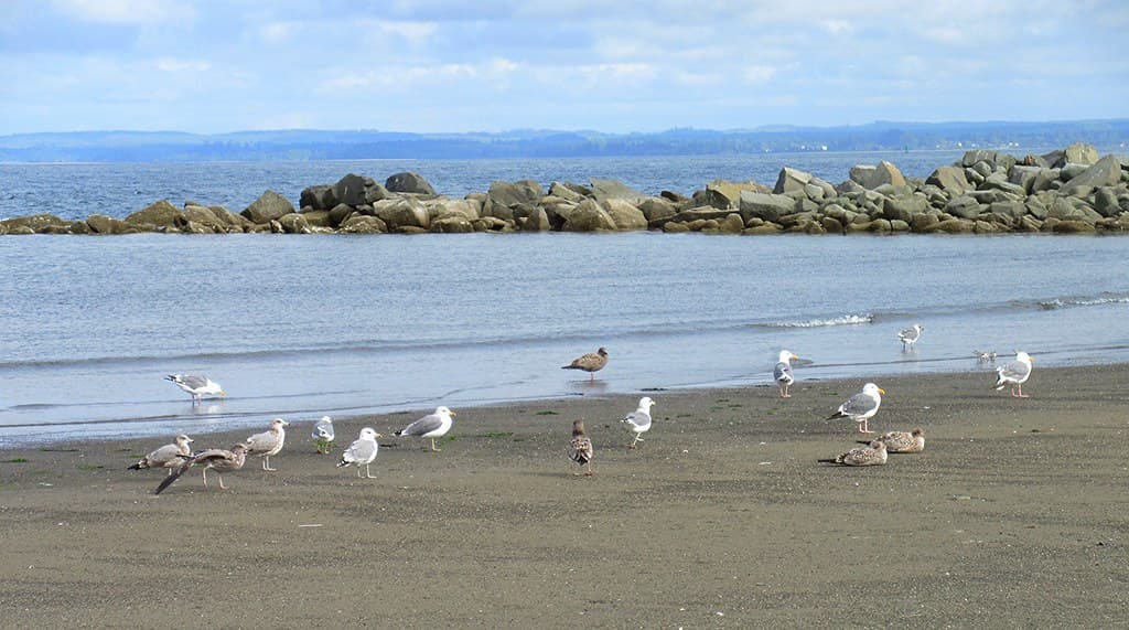Oyhut Wildlife Recreation Area Beach