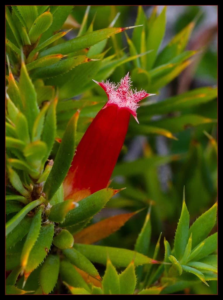 Astroloma humifusum - Native Cranberry