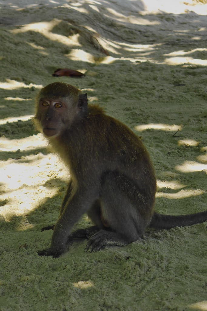 Long-Tailed Macaque on Teluk Nipah Beach, Pangkor Island