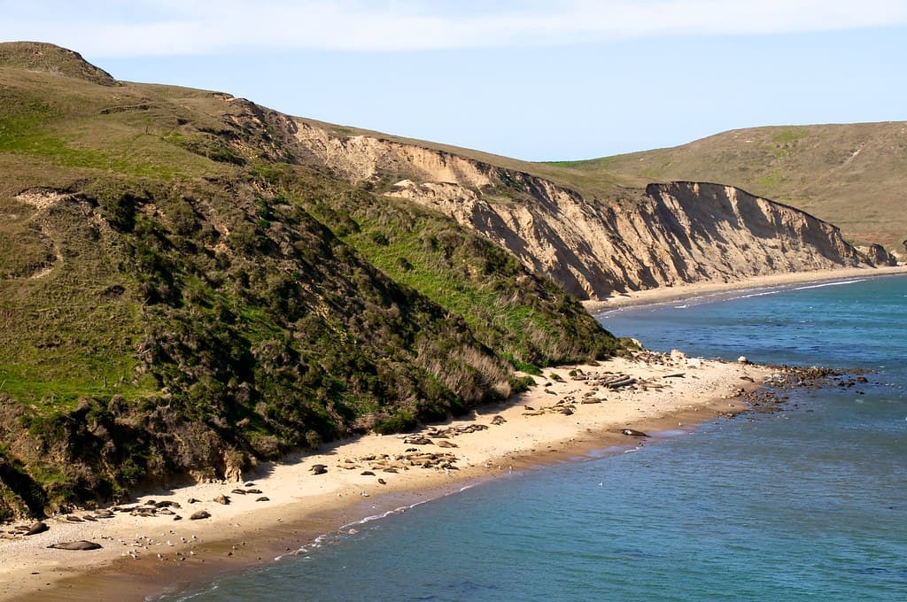 Elephant Seals on beach near Chimney Rock