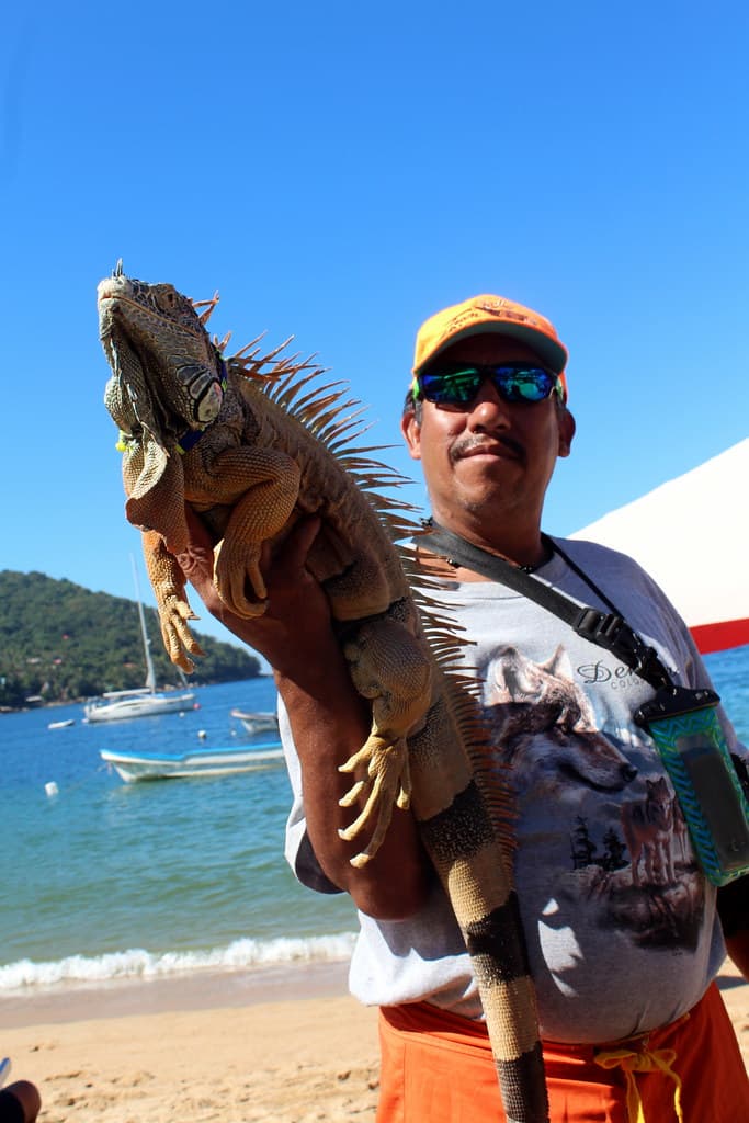 Yelapa: Iguana