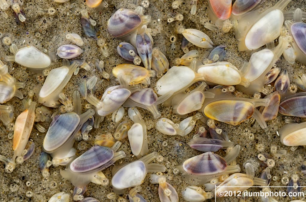 Marine Life - Coquina Clams - Far Rockaway - NYC