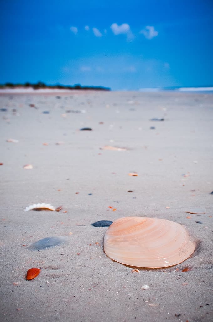 Little Talbot Island, Jacksonville, FLA, USA --Shells