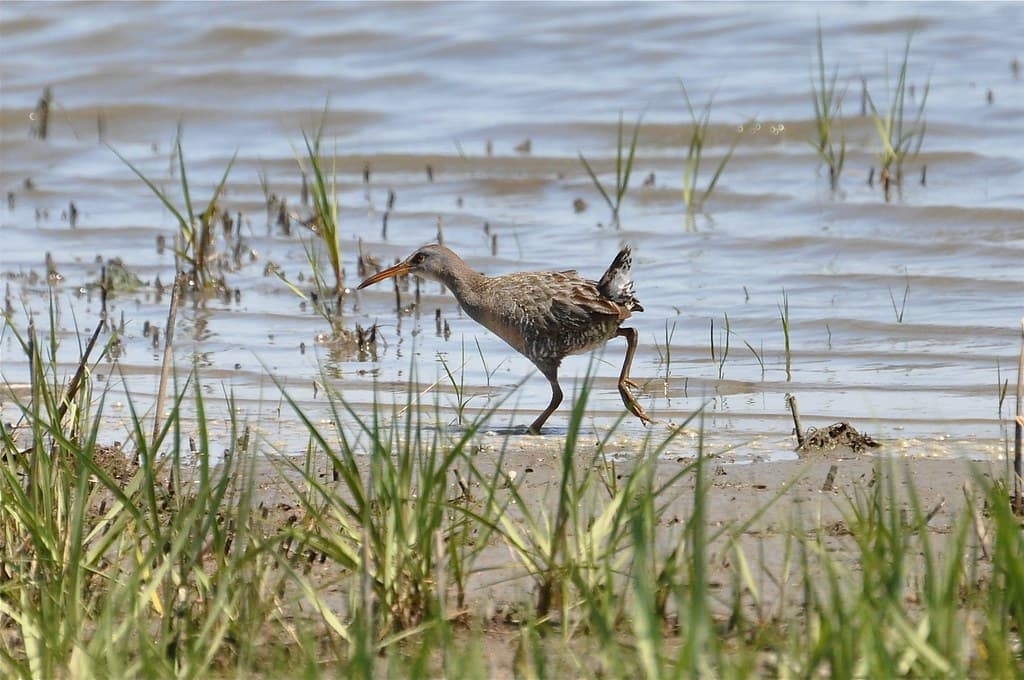 Clapper Rail, Delaware