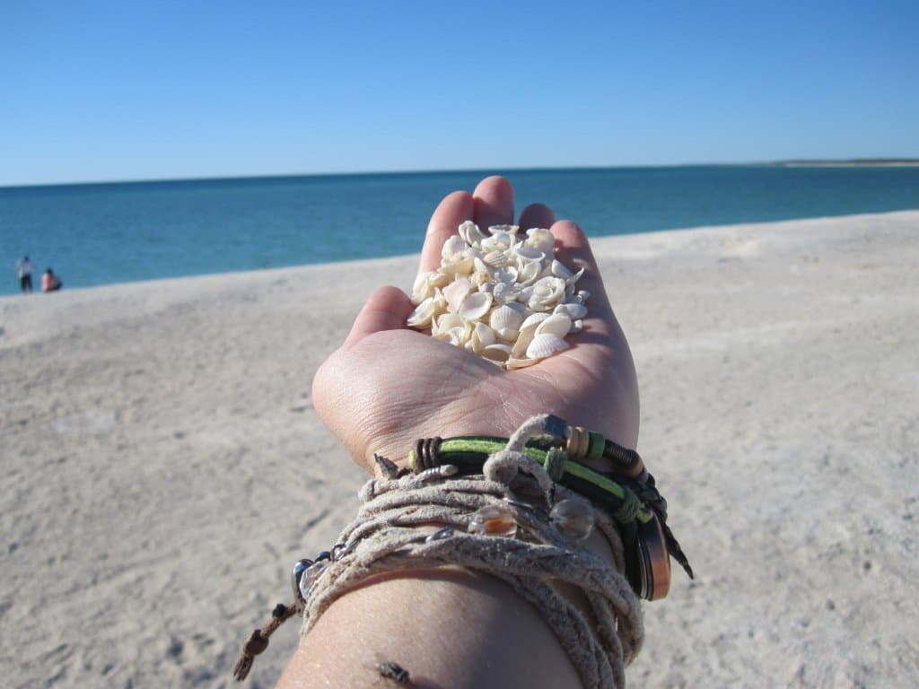 Shell beach
