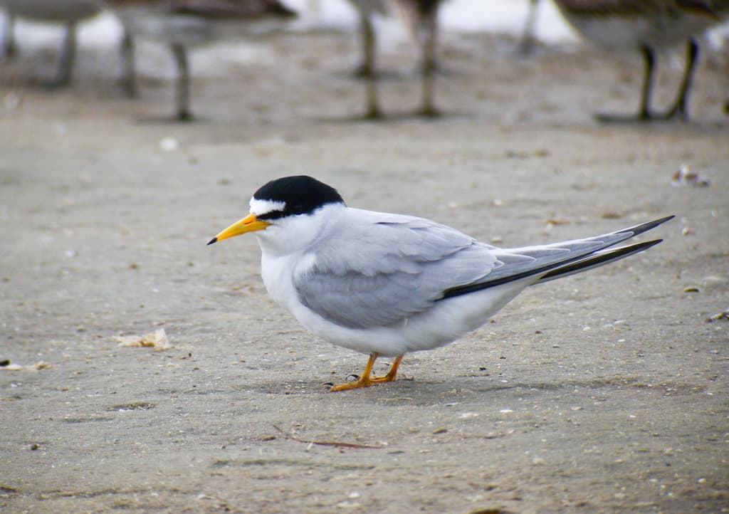 Least Tern - Breeding