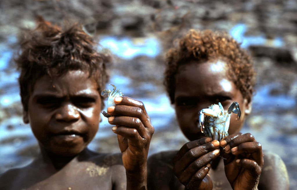 Elcho Island - Harvest
