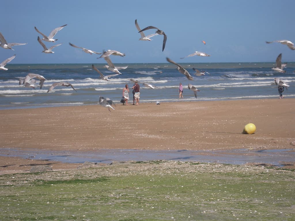 ENVOL DE MOUETTES