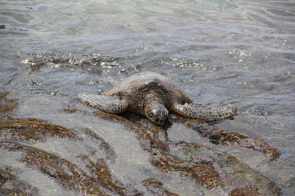 Aquatic Reptile Resting