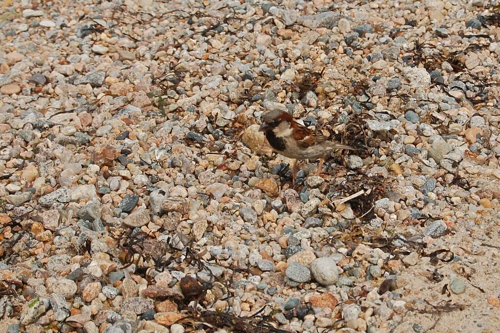 House sparrow on beach 3