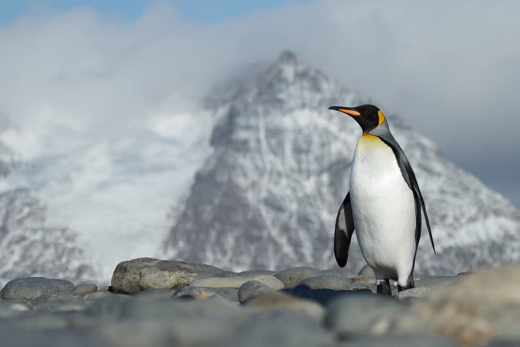 Single king penguin walking on cobble beach with mountain backdrop
