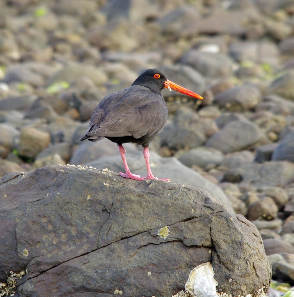 Sooty Oystercatcher