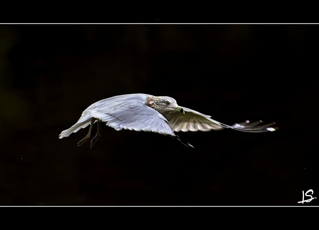 Gull in Mid-Air
