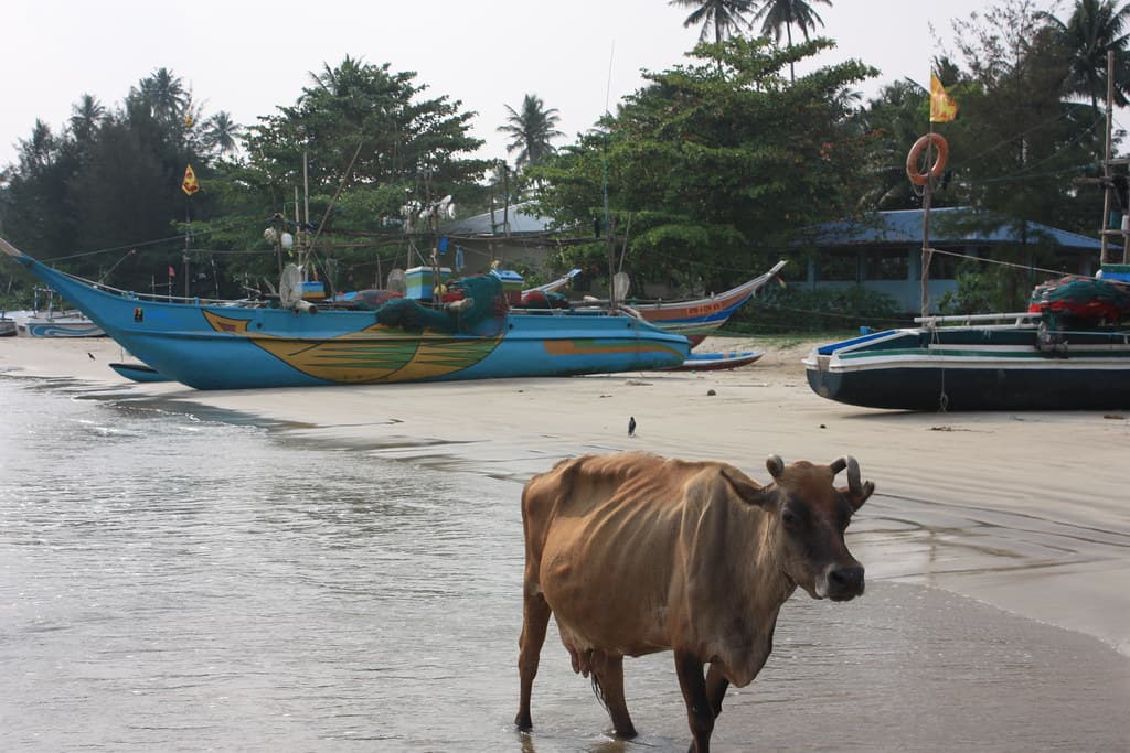 Weligama, beach cow