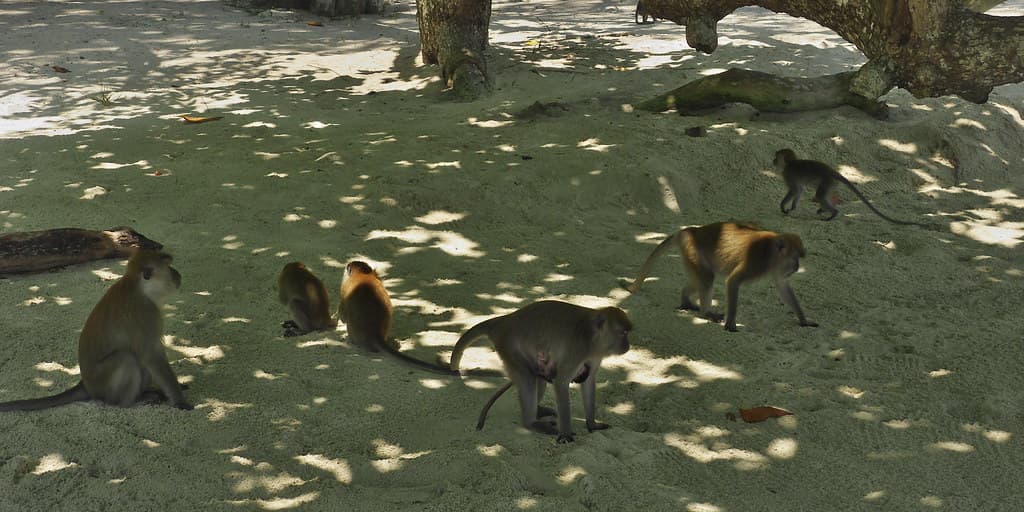 Long-Tailed Macaques on Teluk Nipah Beach, Pangkor Island