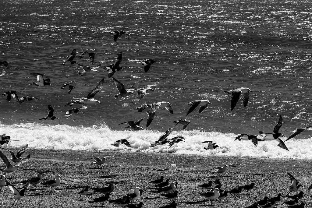 Playa Las Gaviotas