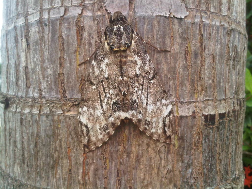 Psilogramma casuarinae