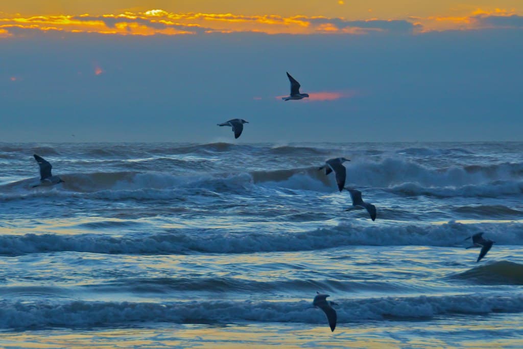 South Padre Island, Jan 2012 - 044