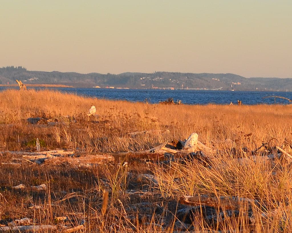 Snowy Owls