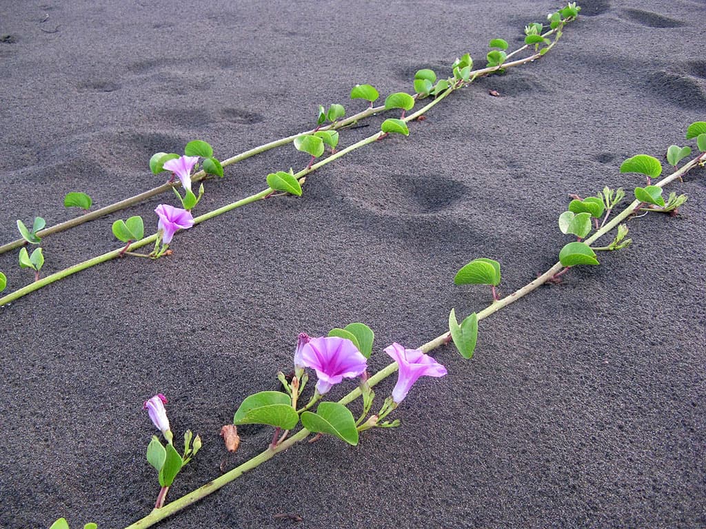 Playa Tortuguero Norte — photo by David Bygott