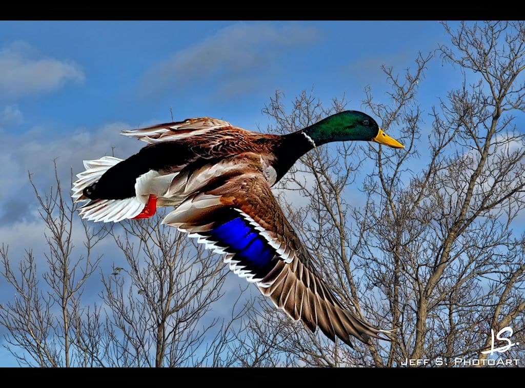 Mallard Duck