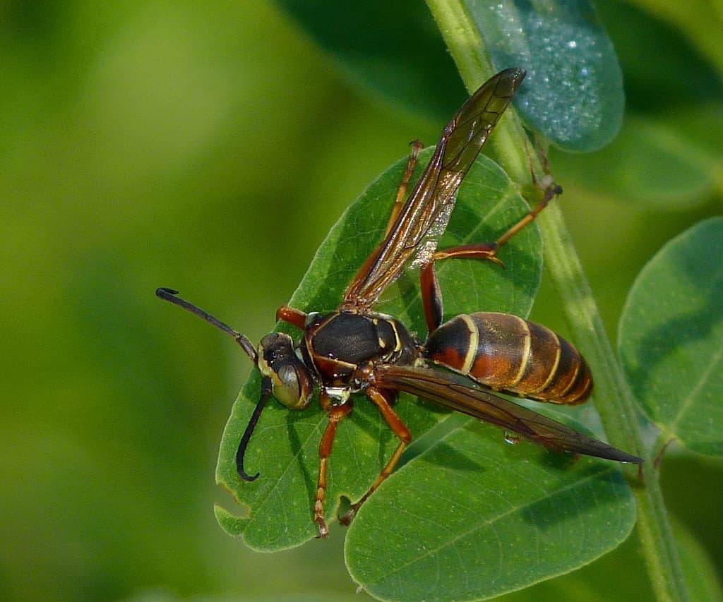 Northern Paper Wasp