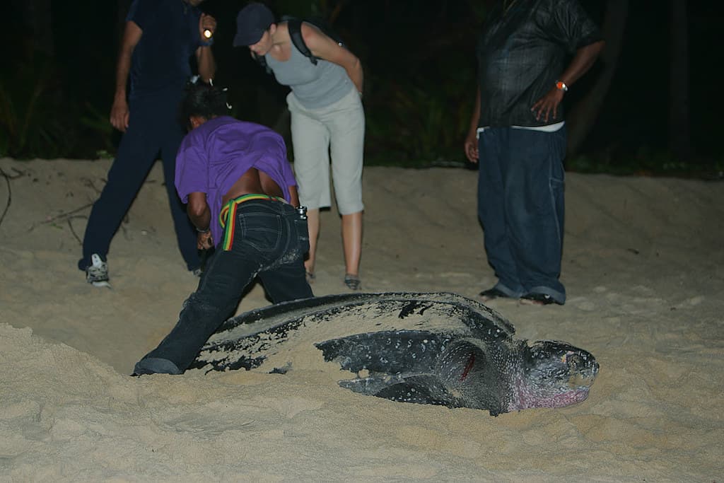 Leatherback being tagged.