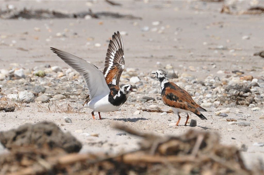Ruddy Turnstone, Delaware