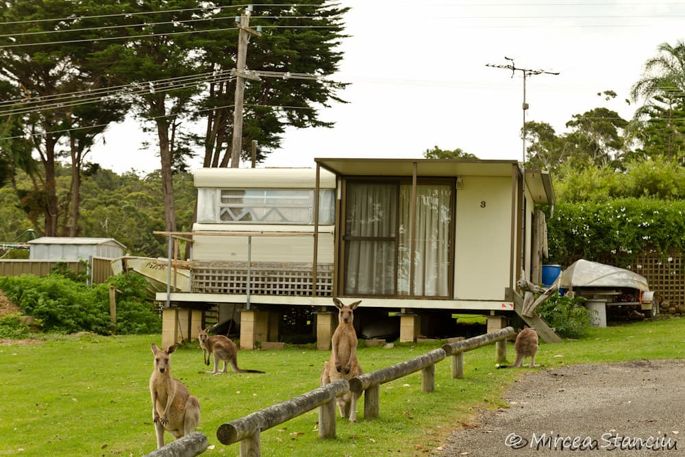 20110219-Pebbly Beach-1685.jpg