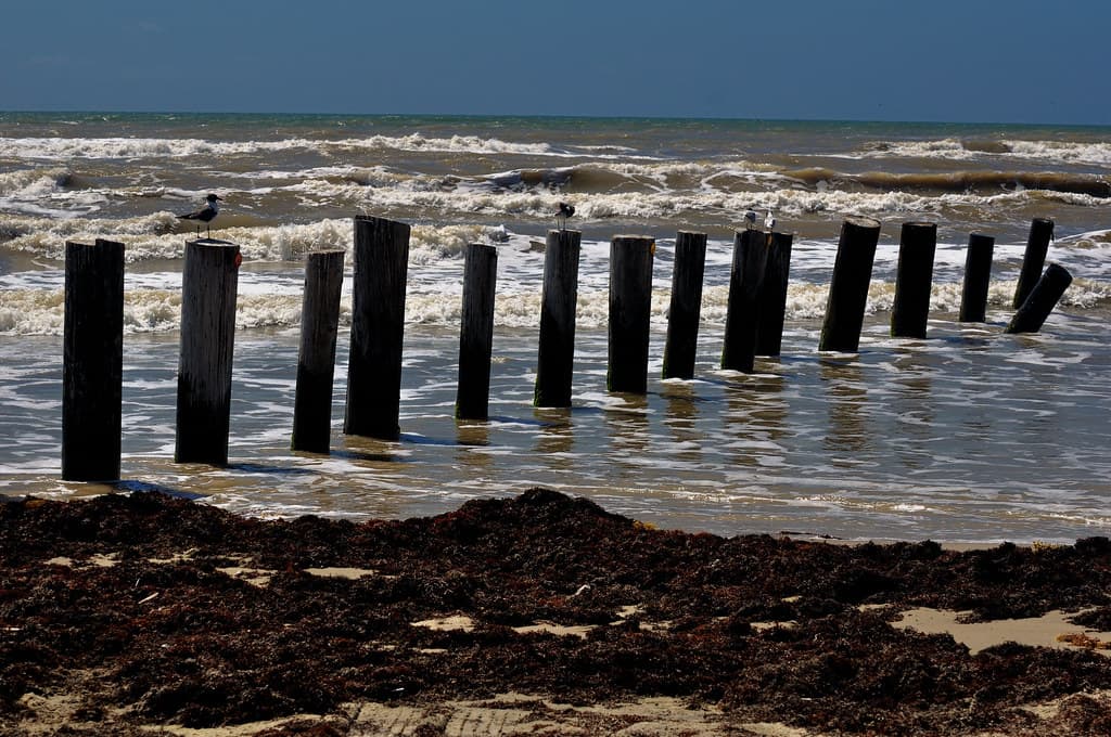 Padre Island Seashore