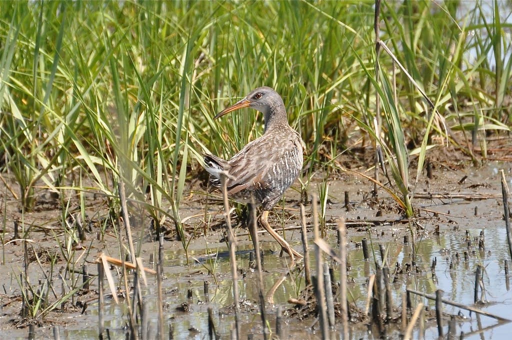 Clapper Rail, Delaware
