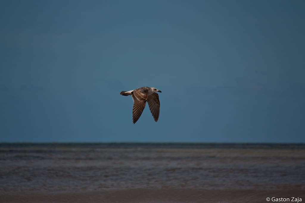 Fly