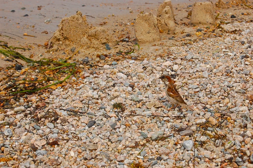 House sparrow on beach