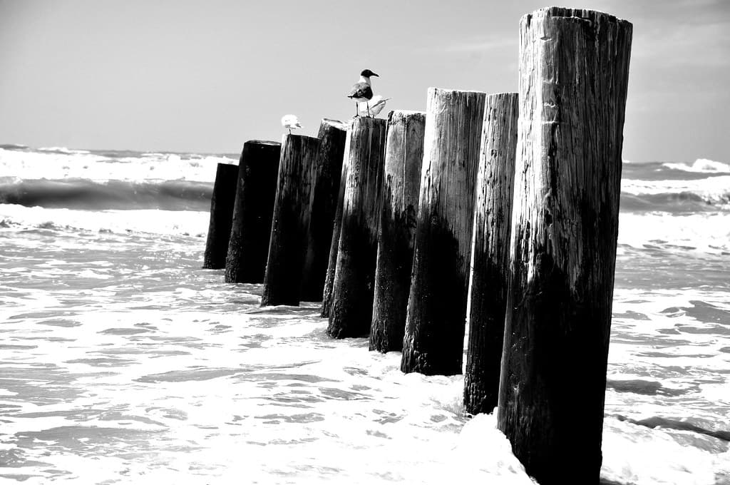 Padre Island Seashore