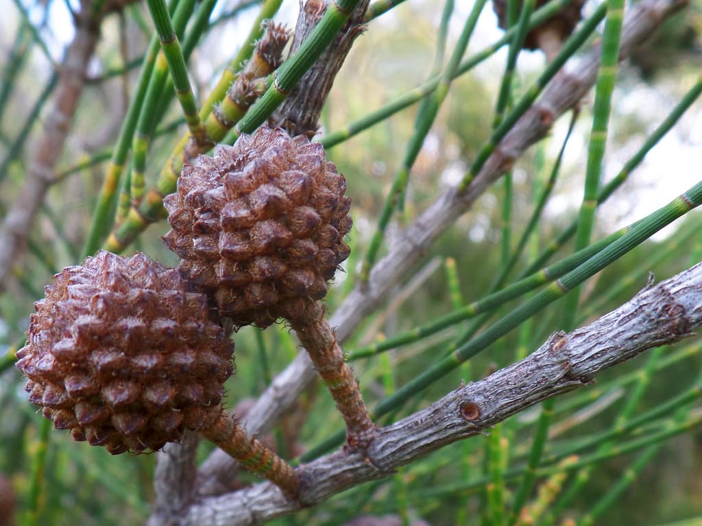 Australian She-Oak Seeds