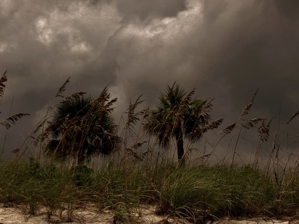 Palmetto Storm
