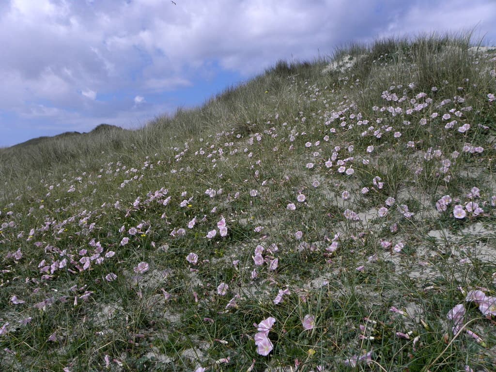 Vliehors Quiet Beach — photo by Bas Kers (NL)