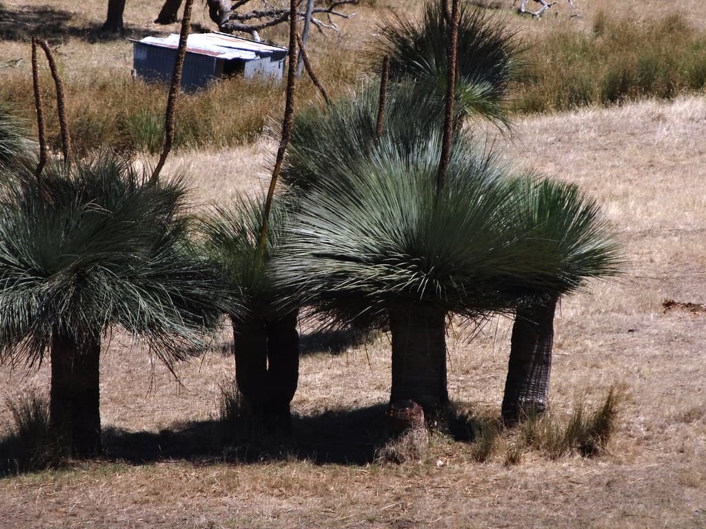 Grasstree Beach