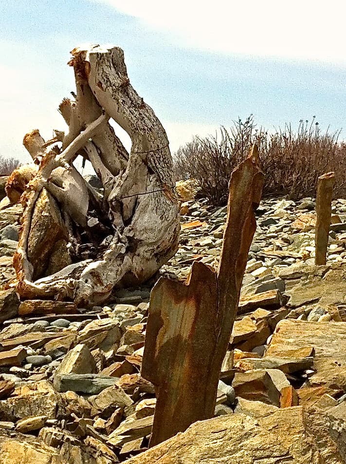 amazing.driftwood • moses.the sentinel