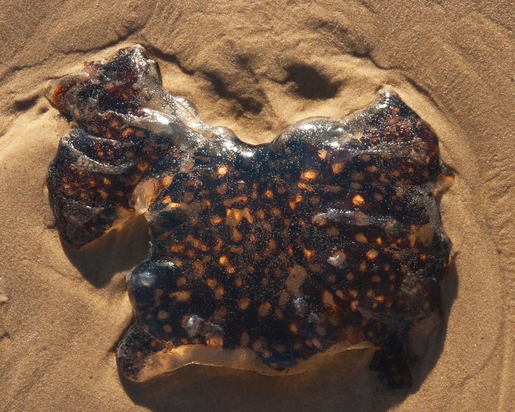 puppy shape