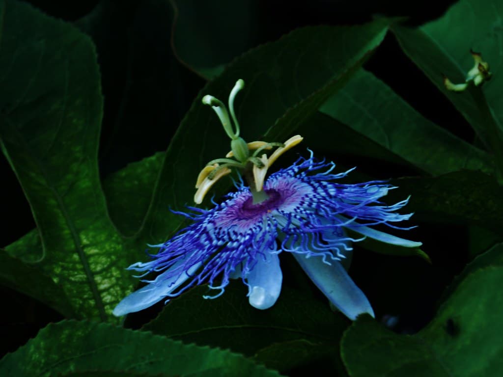 Passionflower