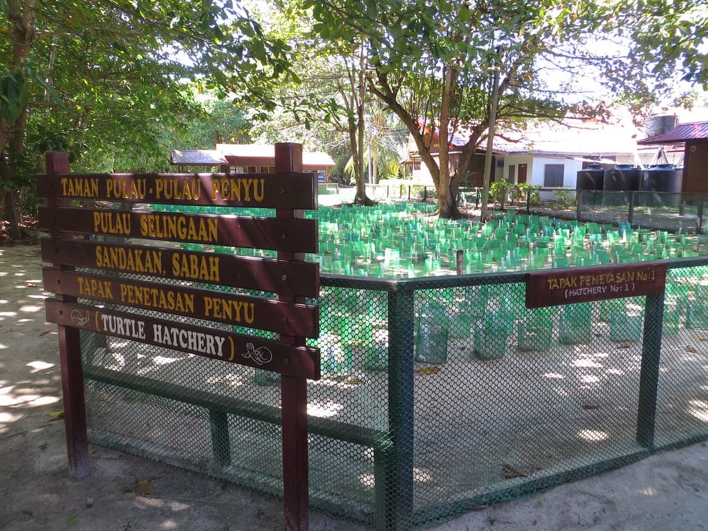 Turtle hatchery Selingan Island